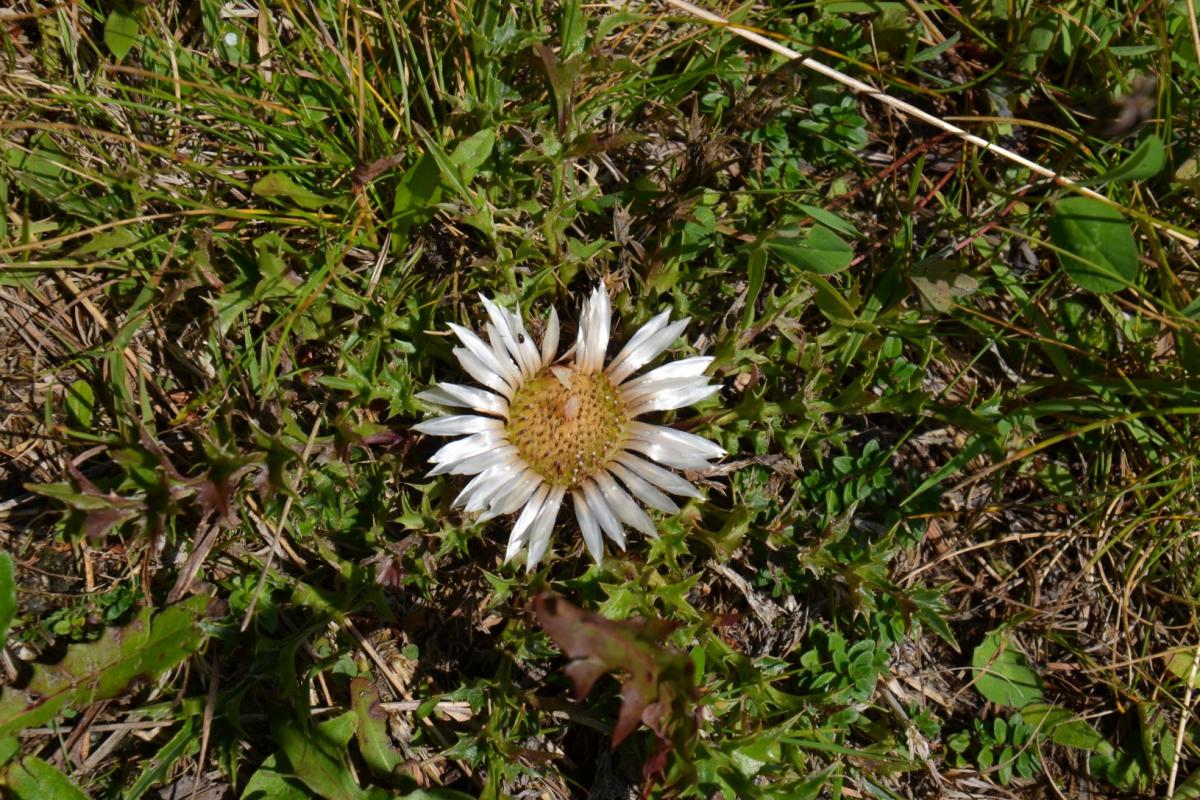 Latschenoelbrennerei 27.08.2019